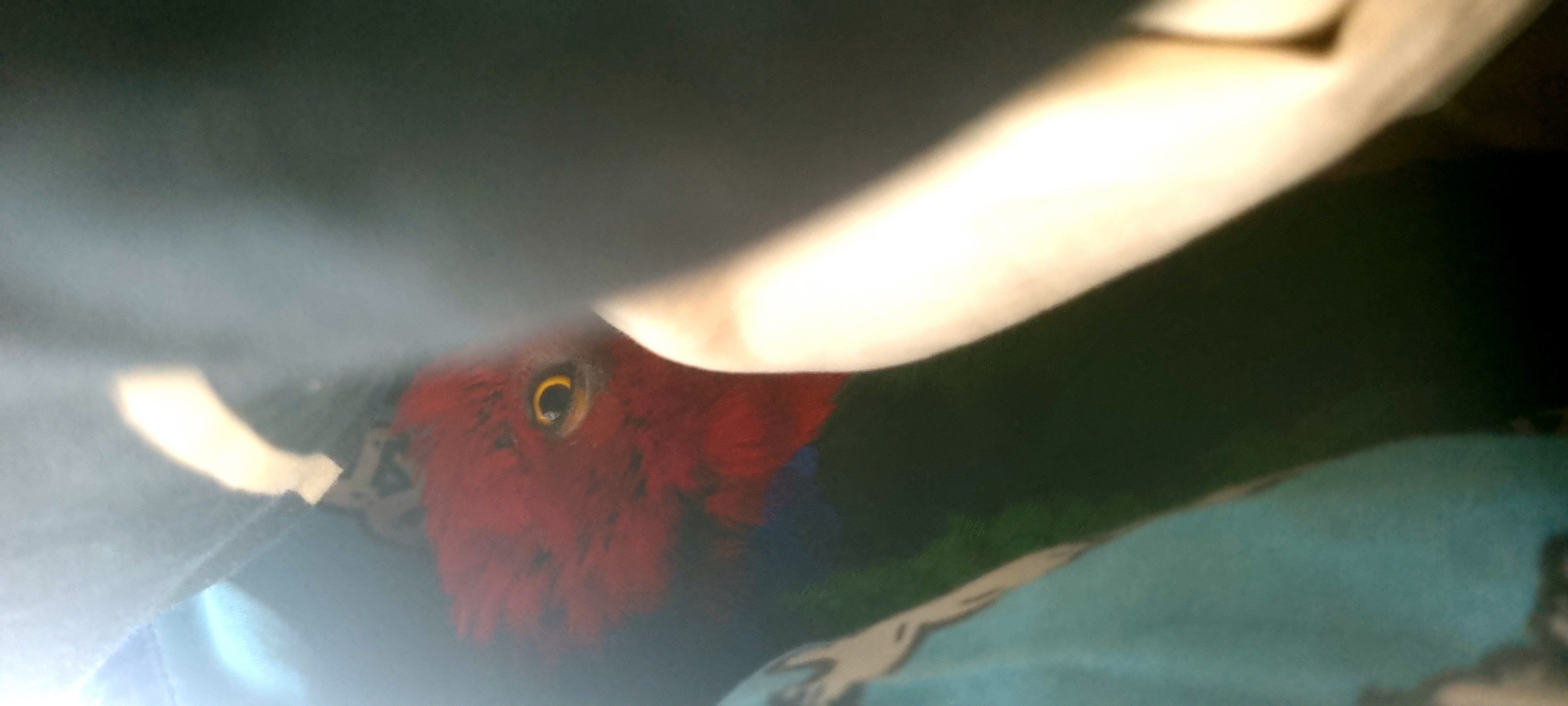 Dino watching from the shadows