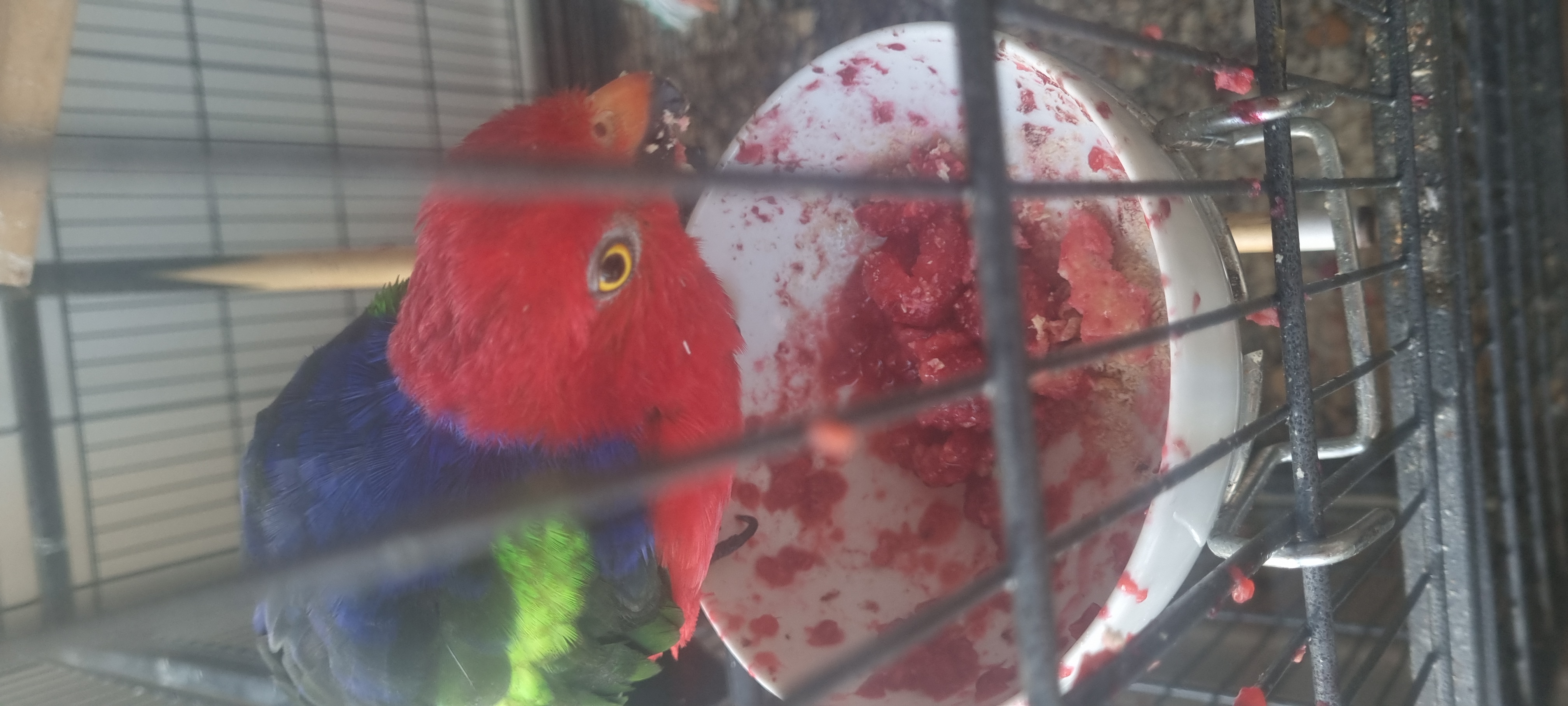 Dino, King Parrot and CEO