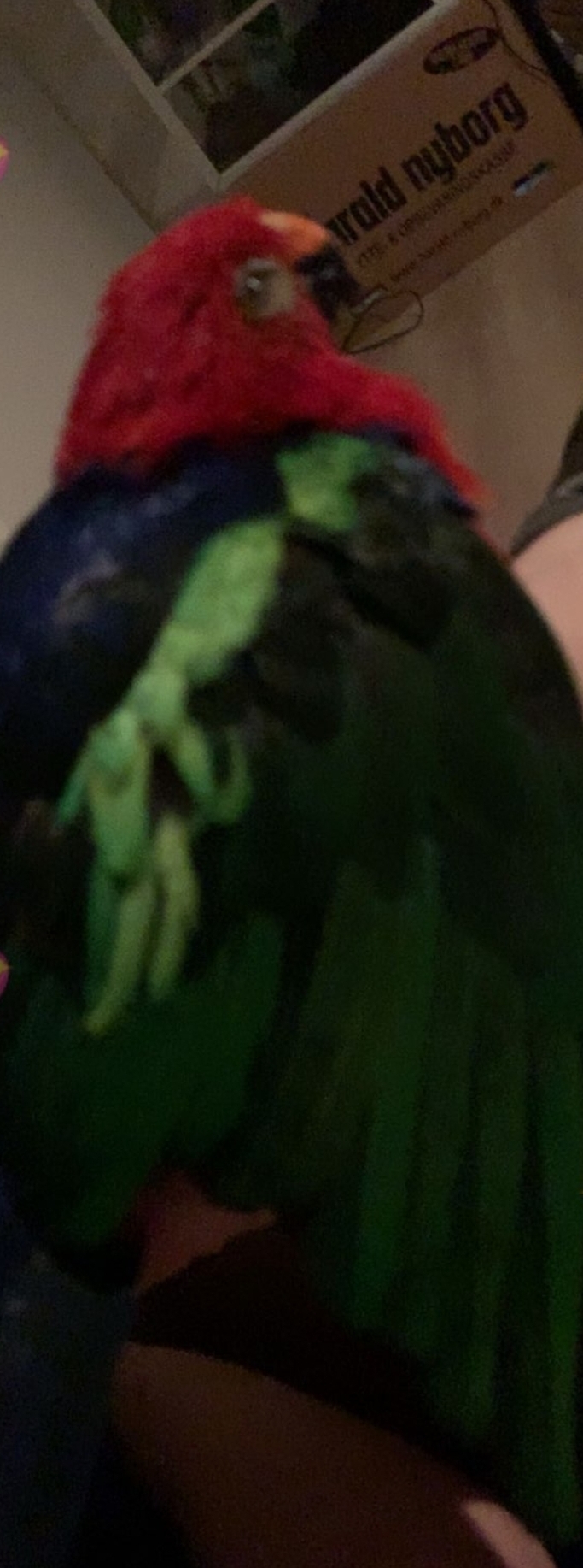 Dino — After Hours