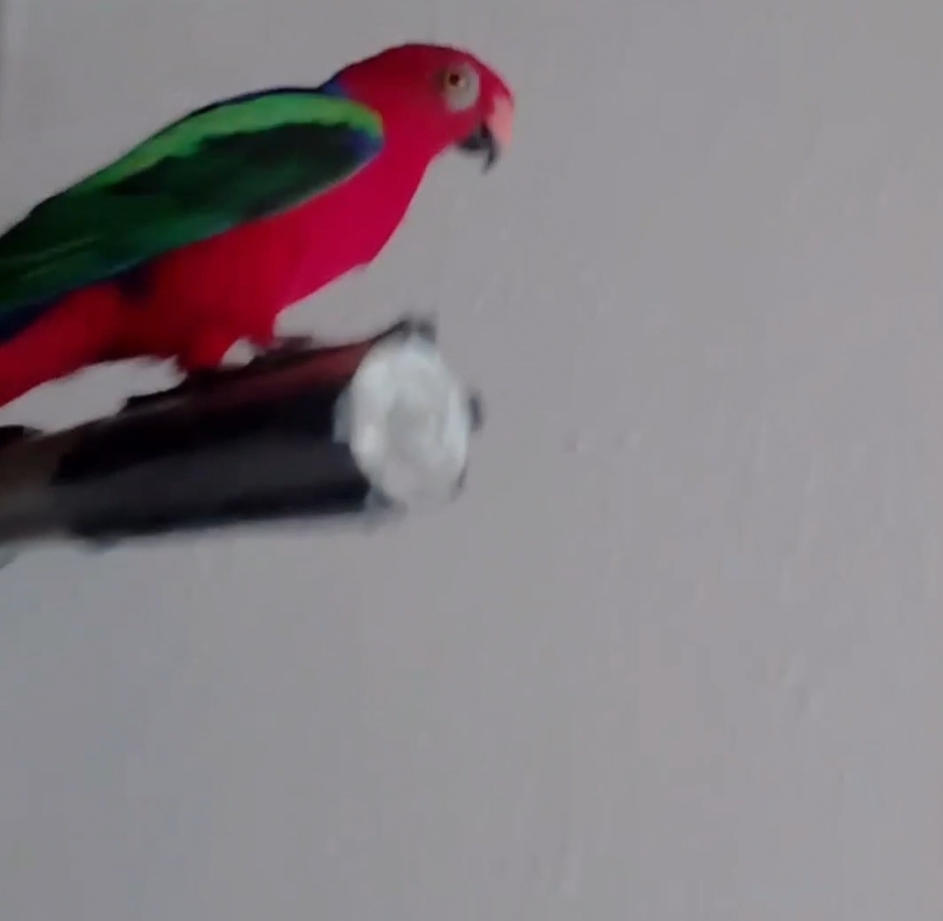 Dino — side profile